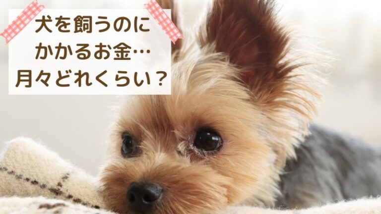 犬を飼うには月々いくらの費用がかかる？ 愛犬ともっと幸せに暮らすサイト【わんふる】